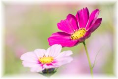 Cosmos