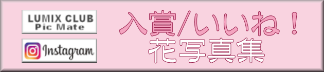 Photo Gallery of Flowers/花写真