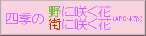 Flowers in each Season/四季の花