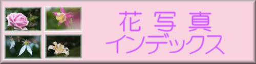 Photo Index of Flowers/花写真インデックス