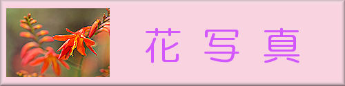 Photo Gallery of Flowers/花写真
