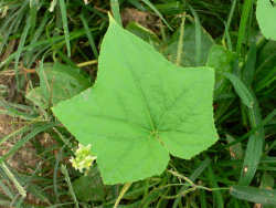 Arechiuri