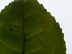 Cha