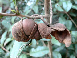 Cha