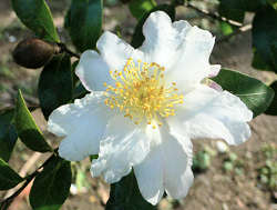 Sazanka