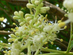 Tou-Nezumimochi