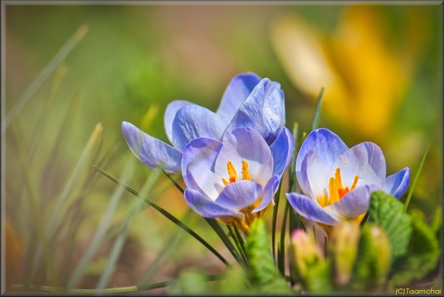Crocus
