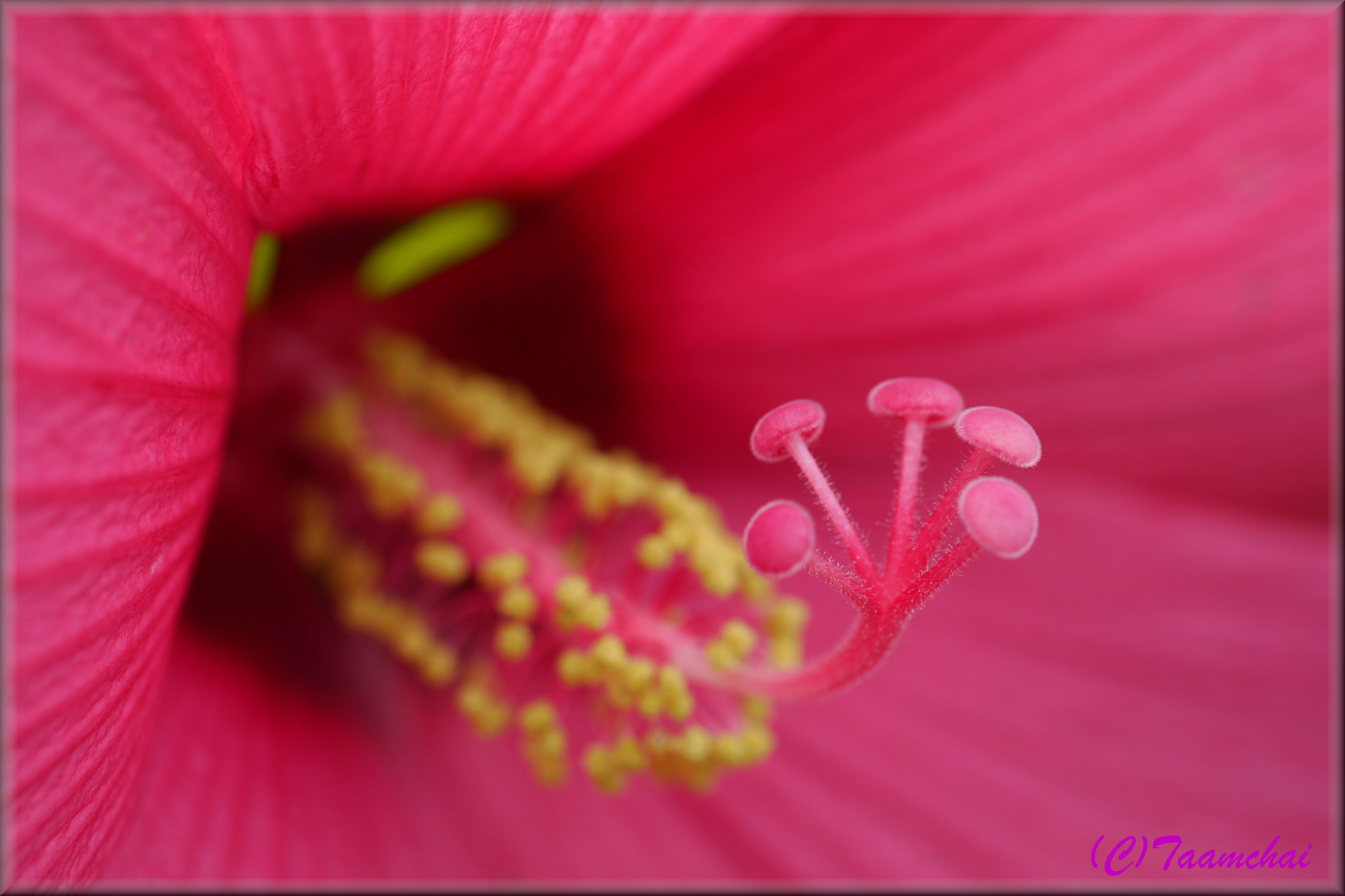 Fuyou