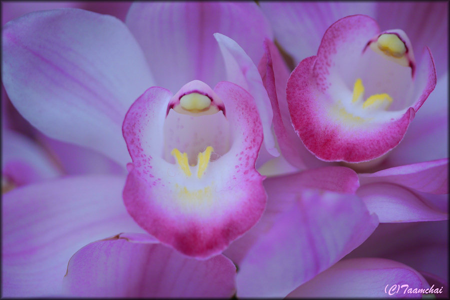 Cymbidium