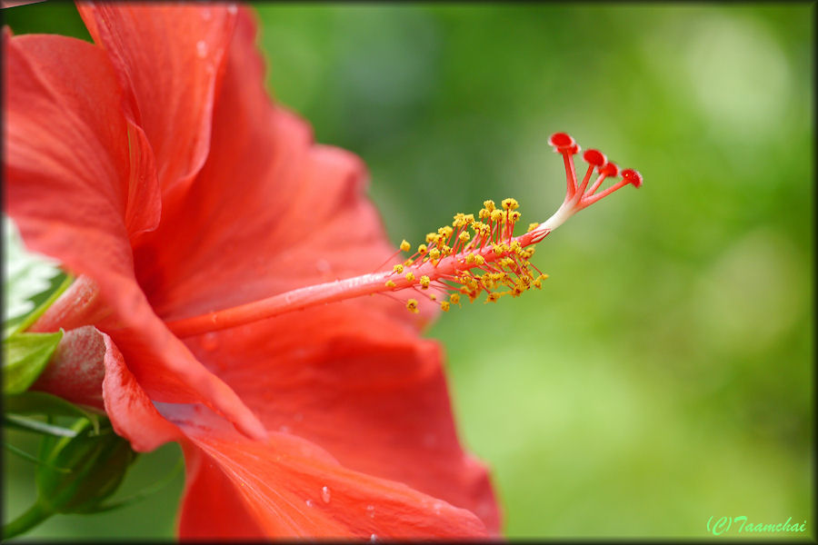 Hibiscus