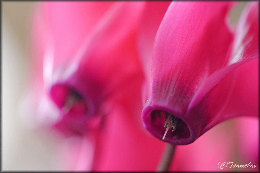 Cyclamen