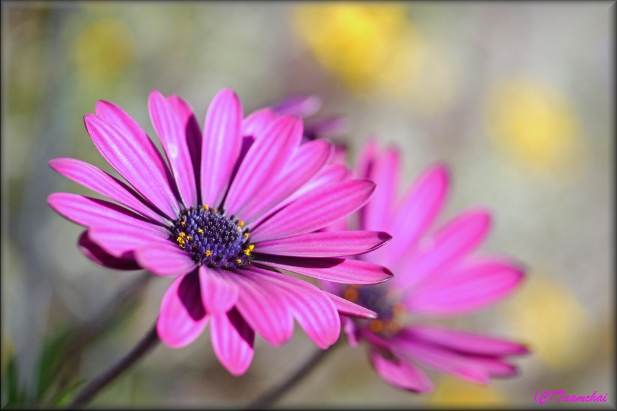 Osteospermum
