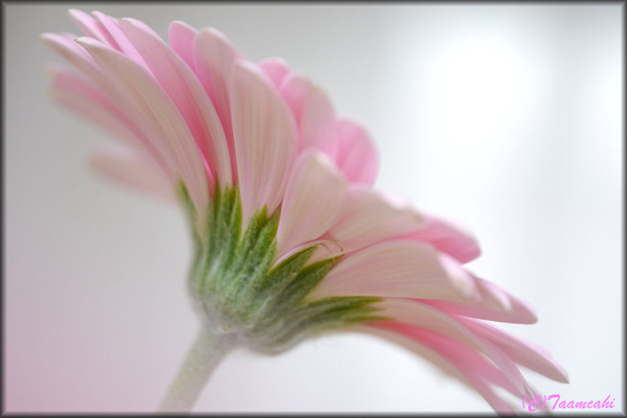 Gerbera