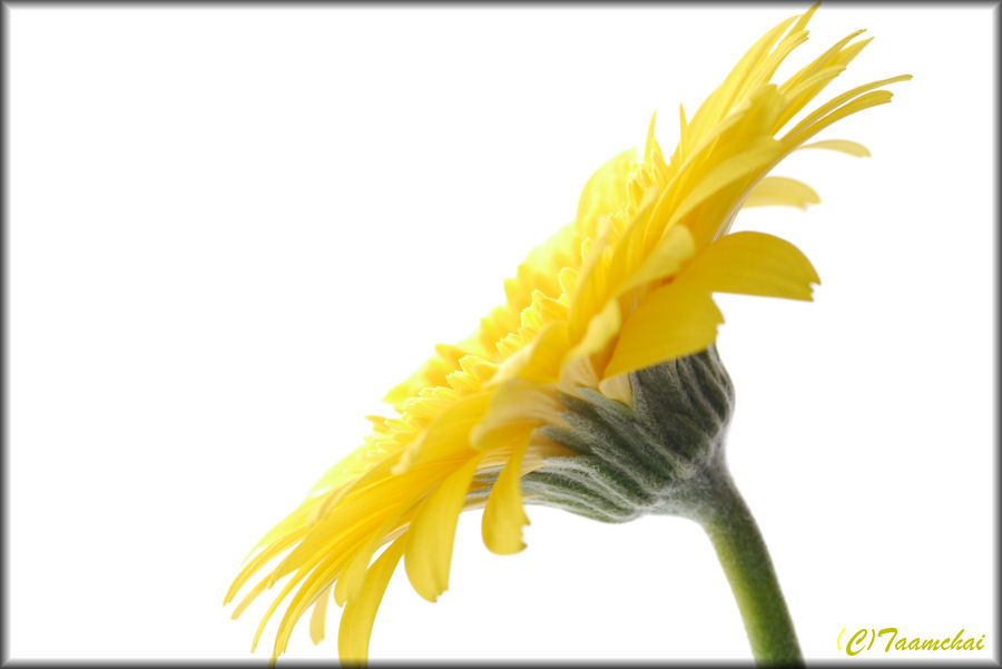 Gerbera