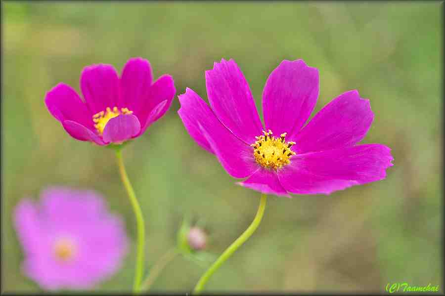 Cosmos