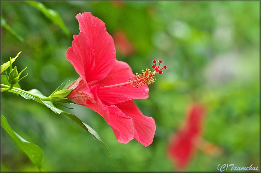 Hibiscus