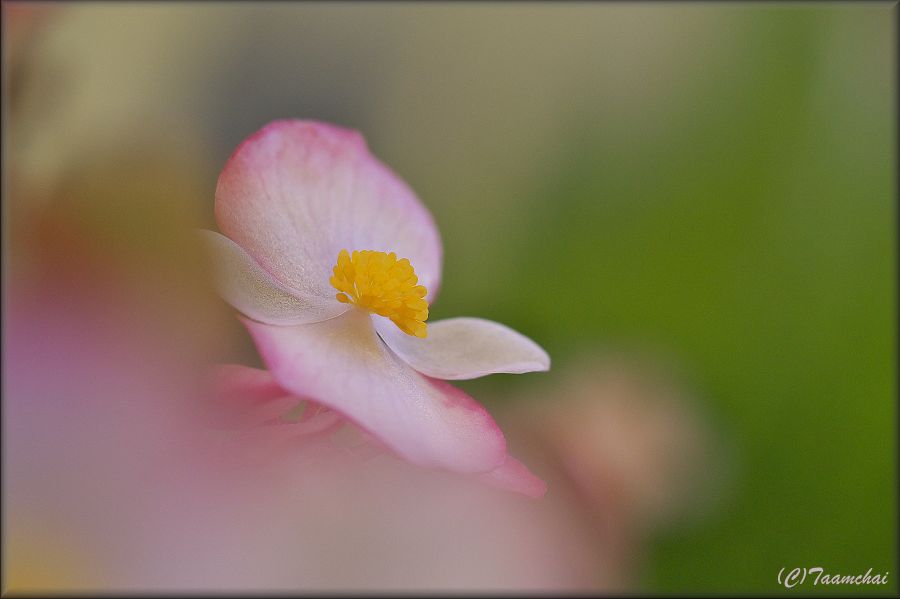 Begonia