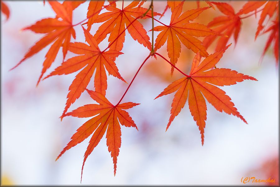 Iroha-Momiji
