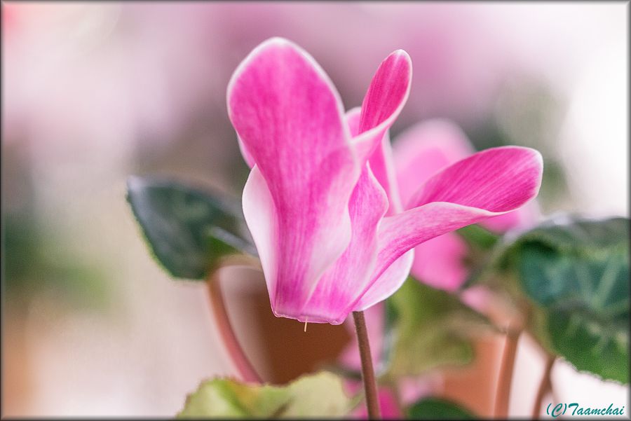 Cyclamen