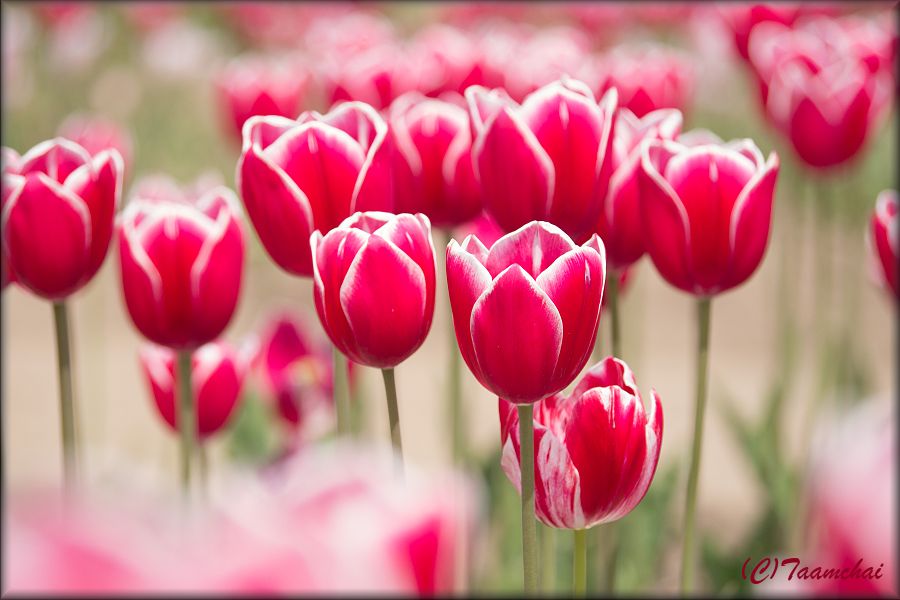 Tulip