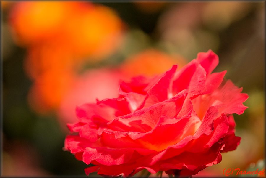 Rose