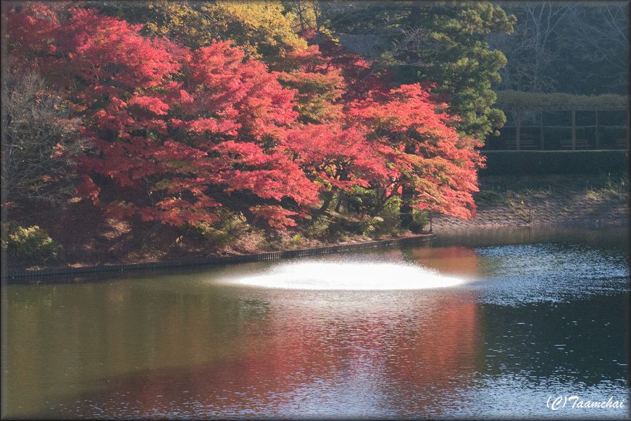 Iroha-Momiji