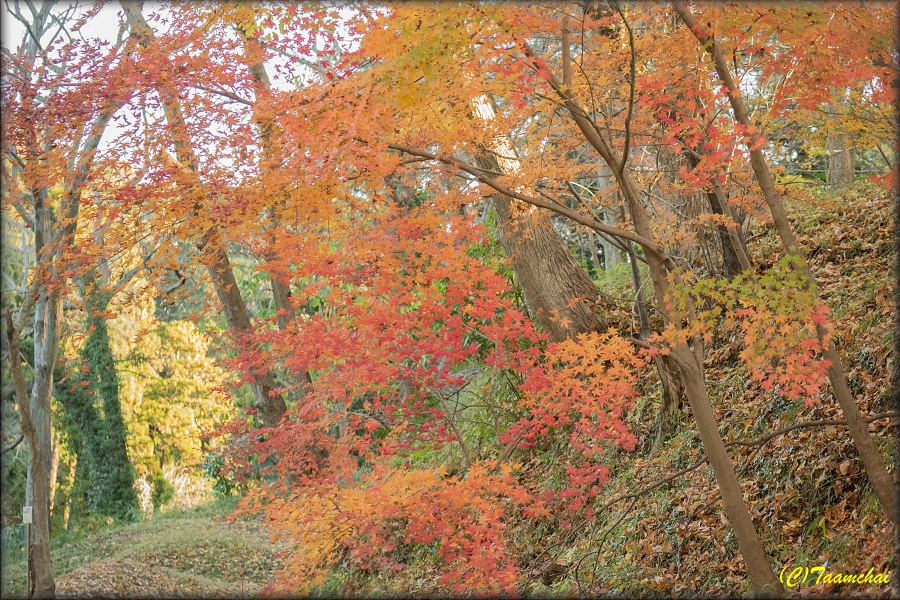 Iroha-Momiji