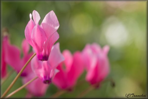 Cyclamen
