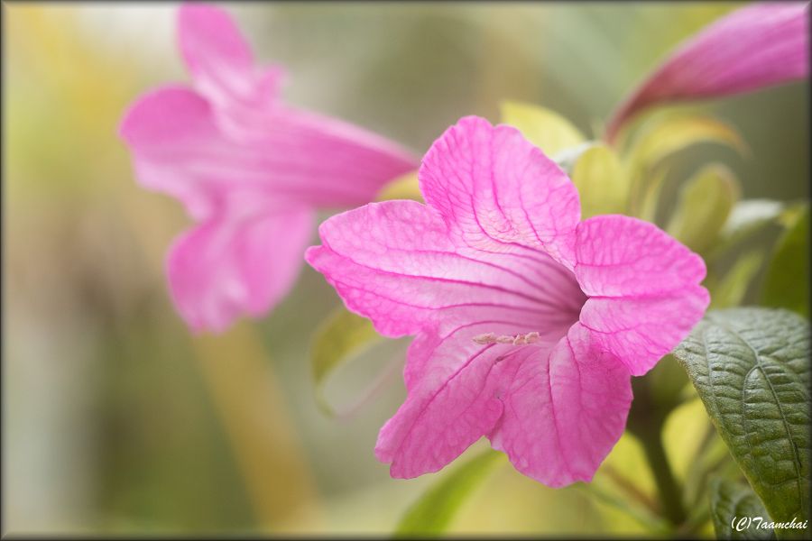 Ruellia Marantha