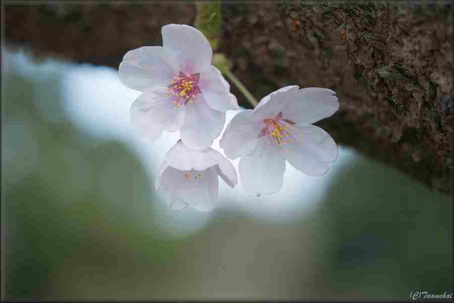 Sakura