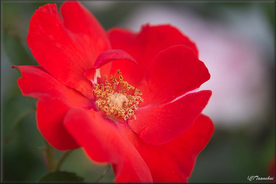 Rose