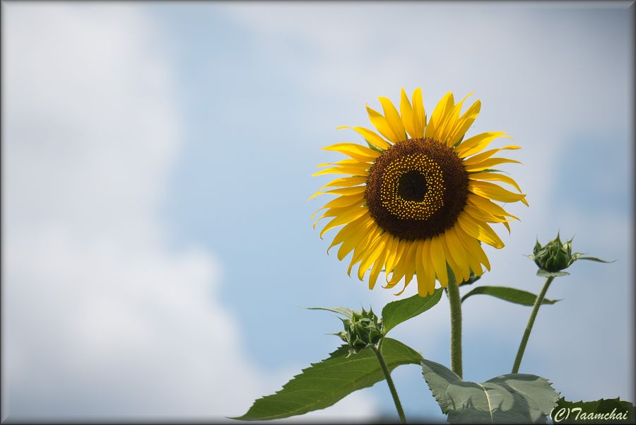 Sunflower