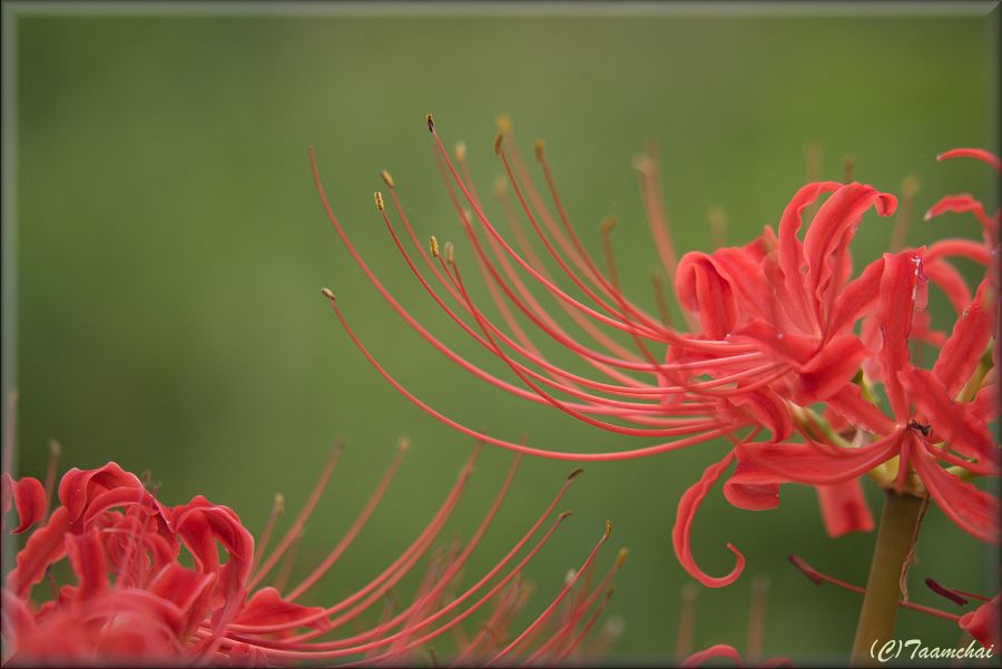 Higanbana