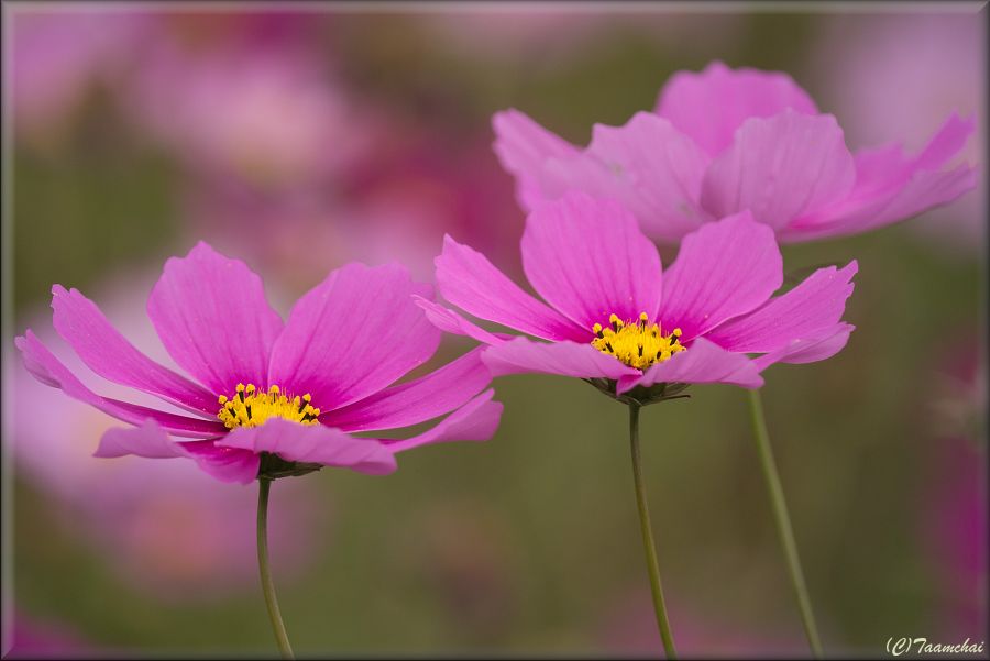 Cosmos