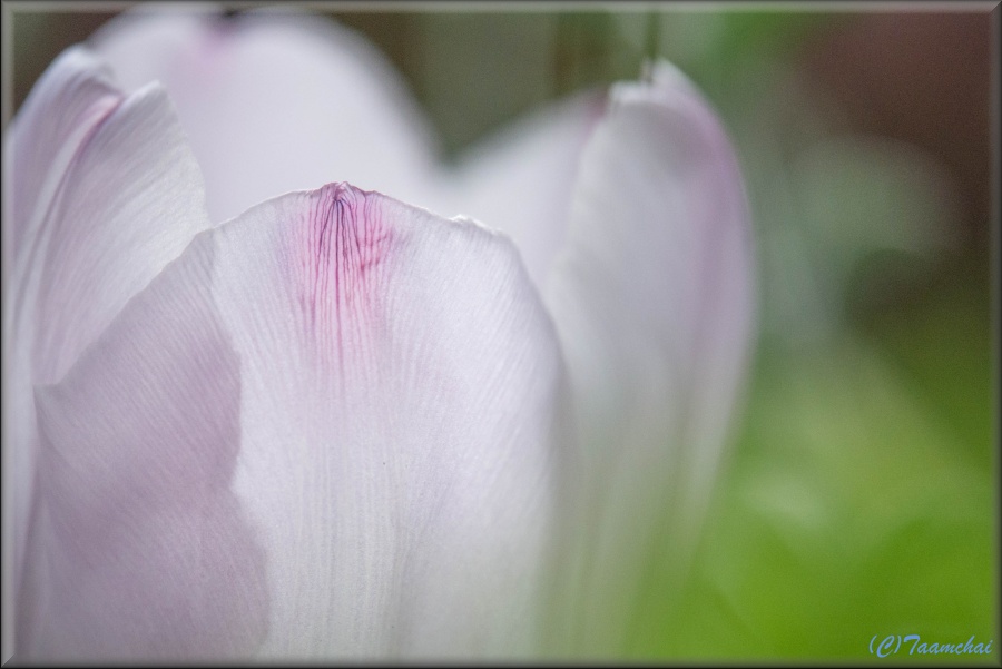 Tulip