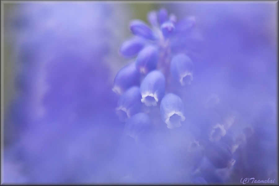 Muscari
