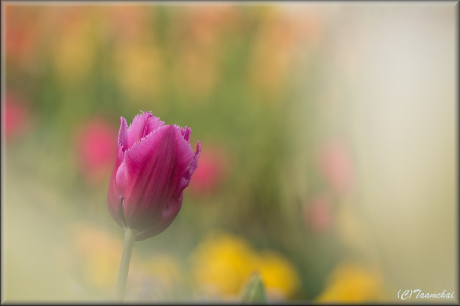 Tulip