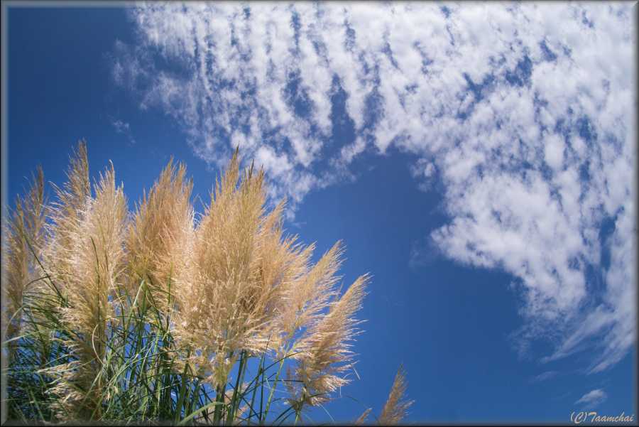 Pampas Grass