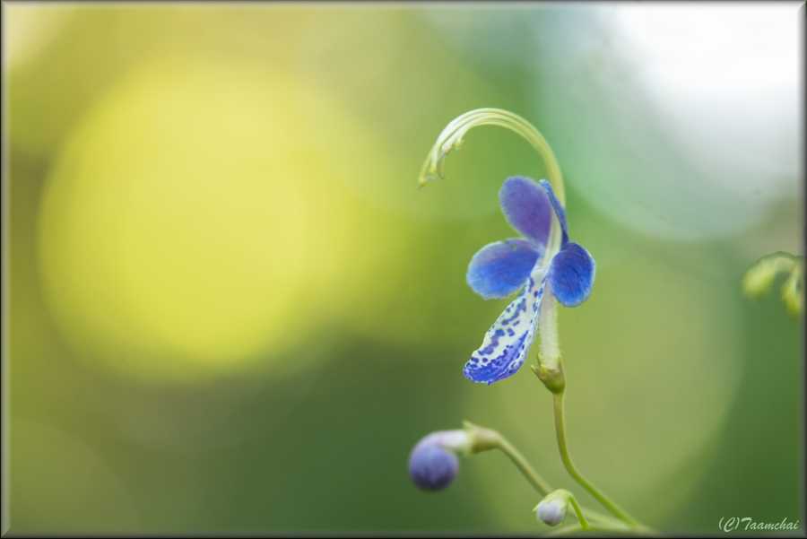 Kariganesou