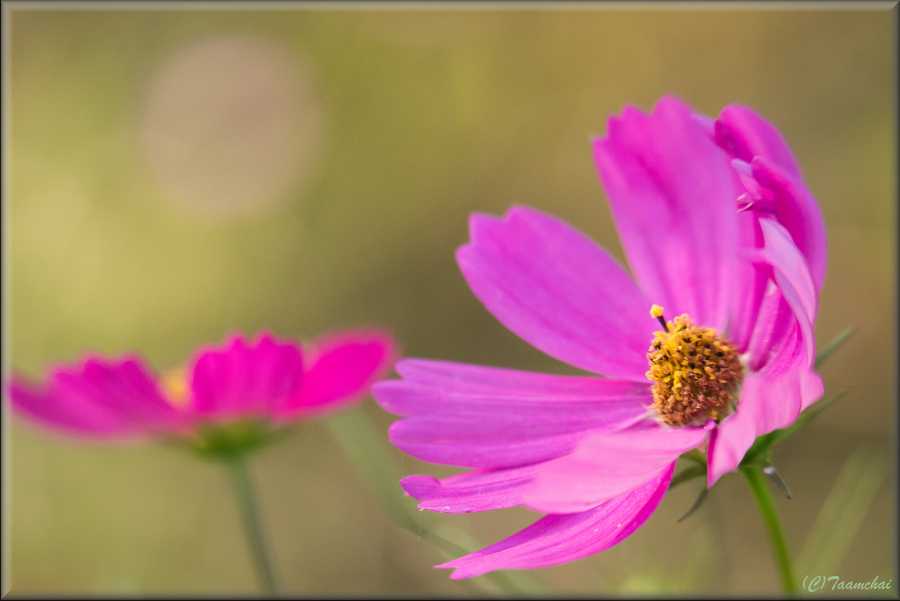 Cosmos