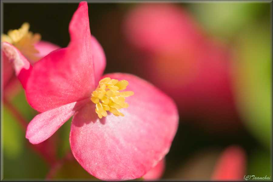 Begonia