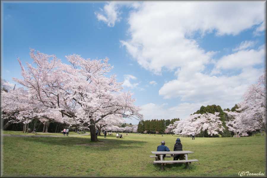 Sakura