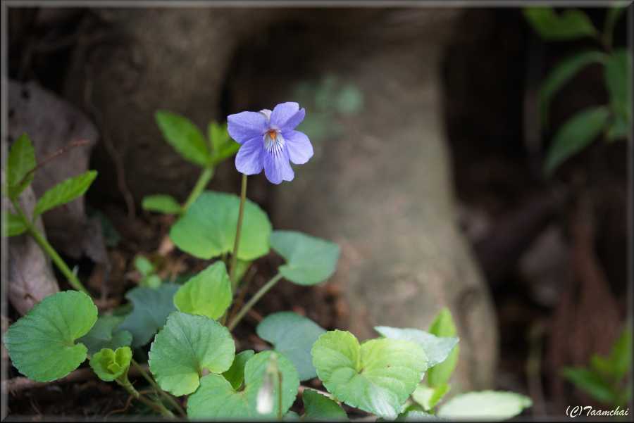 Tachitsubo-Sumire