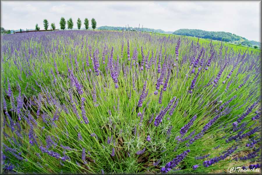 Lavender