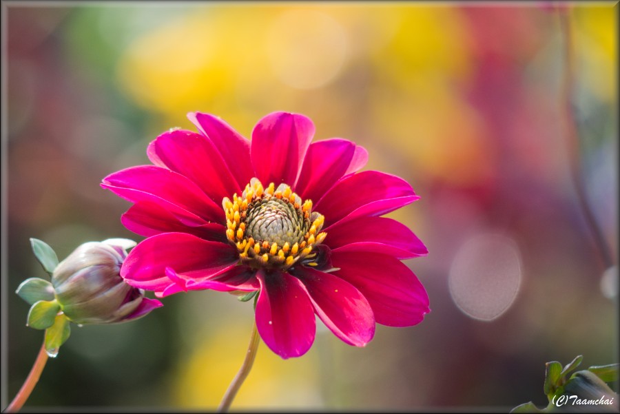 Dahlia