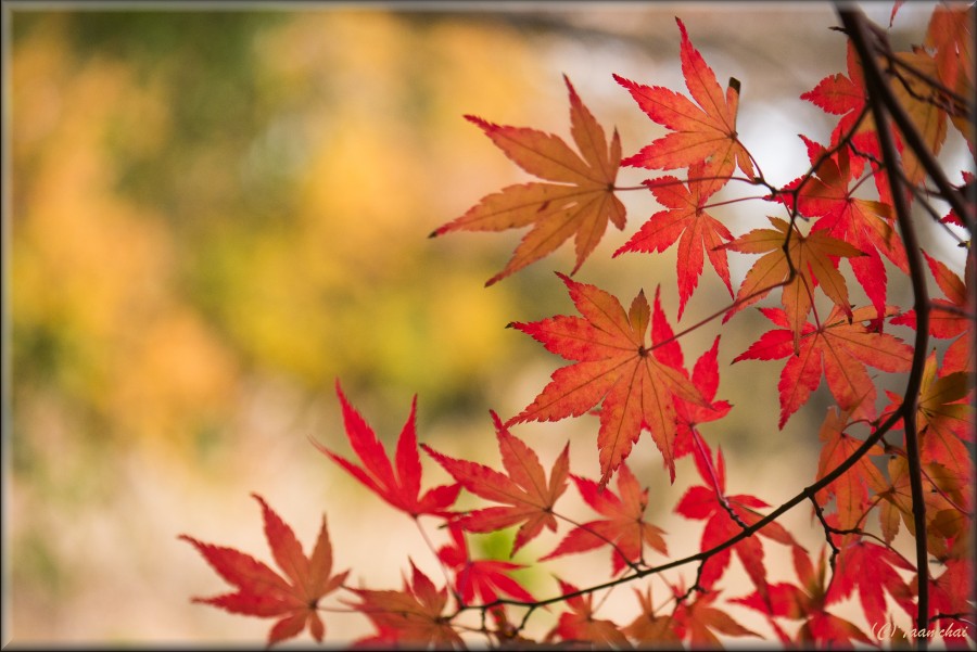 Momiji