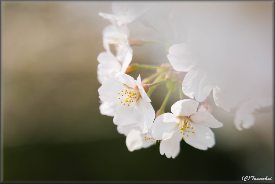 Sakura