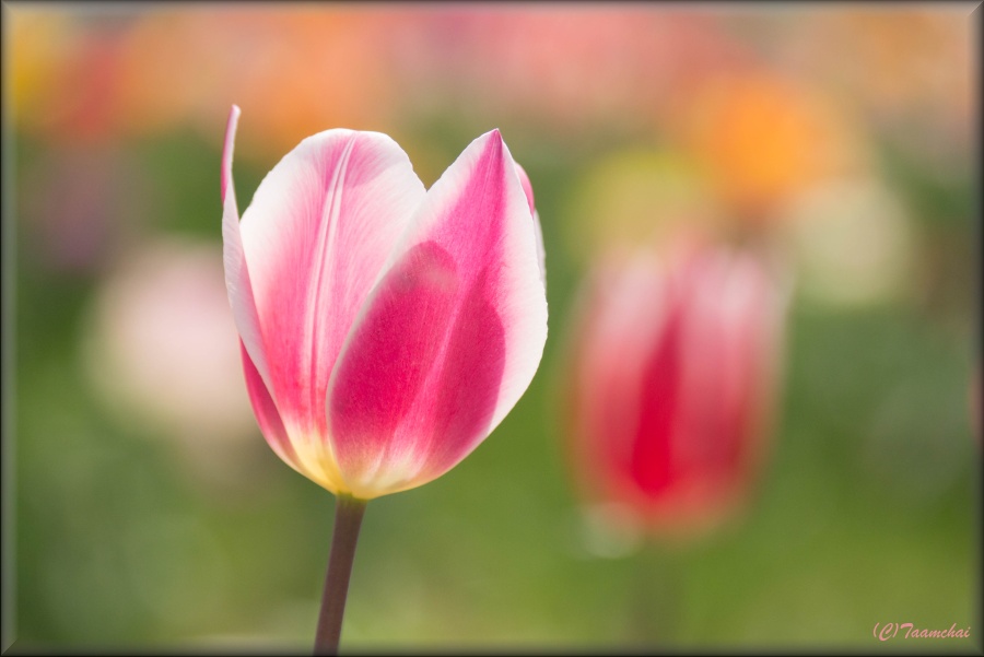 Tulip