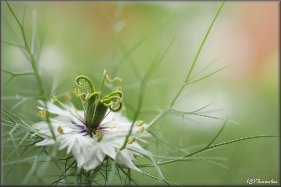 Nigella