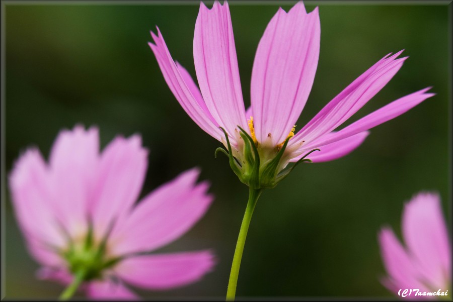 Cosmos